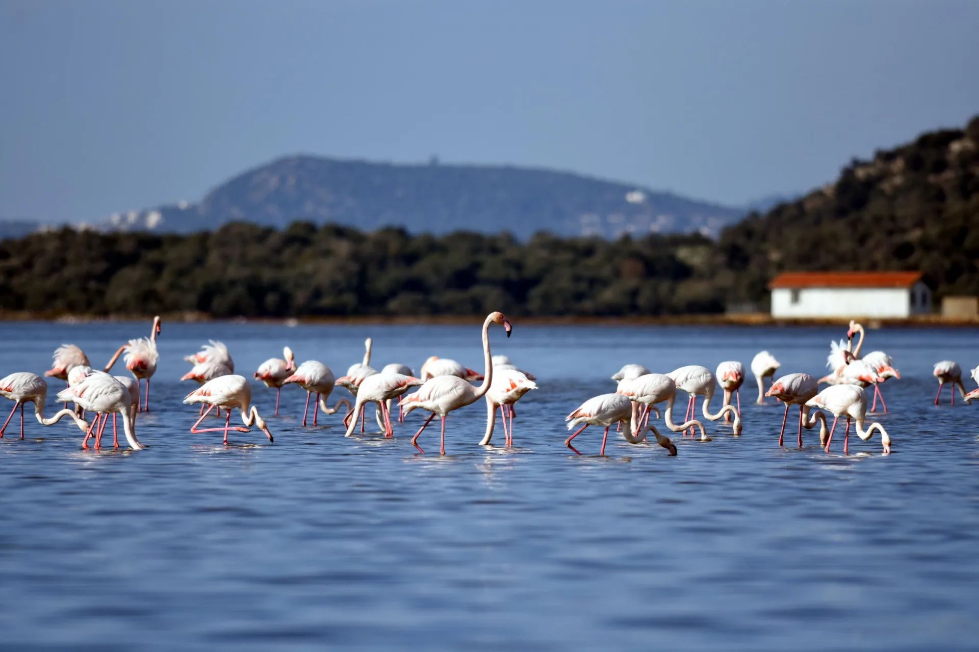 kus cenneti tuzla bay